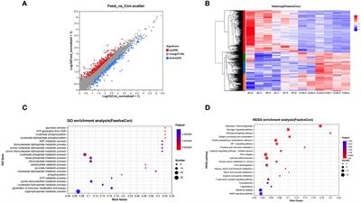 Artificial diets affect glucose and lipid metabolism, antioxidant capacity, and inflammatory response in the muscle of mandarin fish (Siniperca chuatsi)